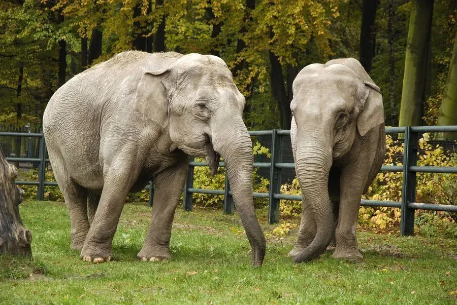 Kraków Zoo