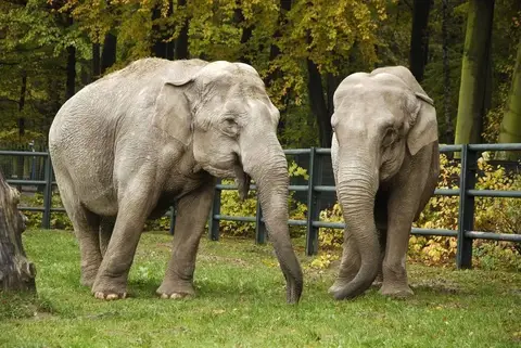 Kraków Zoo