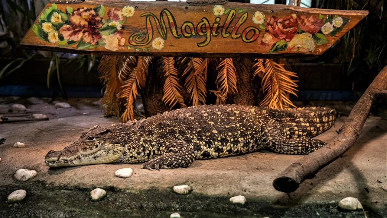 Magillo