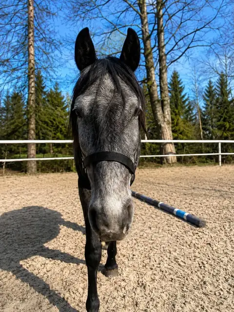Ośrodek Jeździecki Cheval